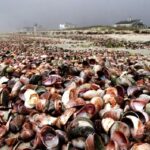 Yarmouth-MA-Seashells-Seagull-Beach