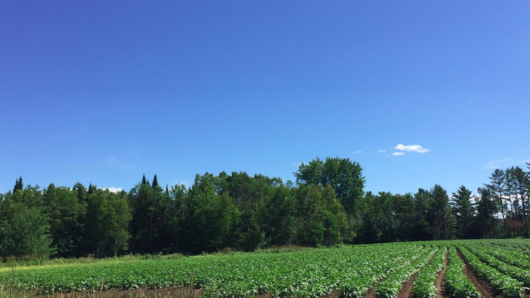 owens poultry farm closing