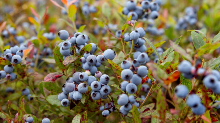 Blueberry-Bush-Ripe
