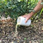 Fertilize-Plants-Organically-Soybean