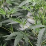 marijuana-plants