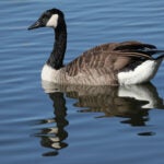 A Canada goose.