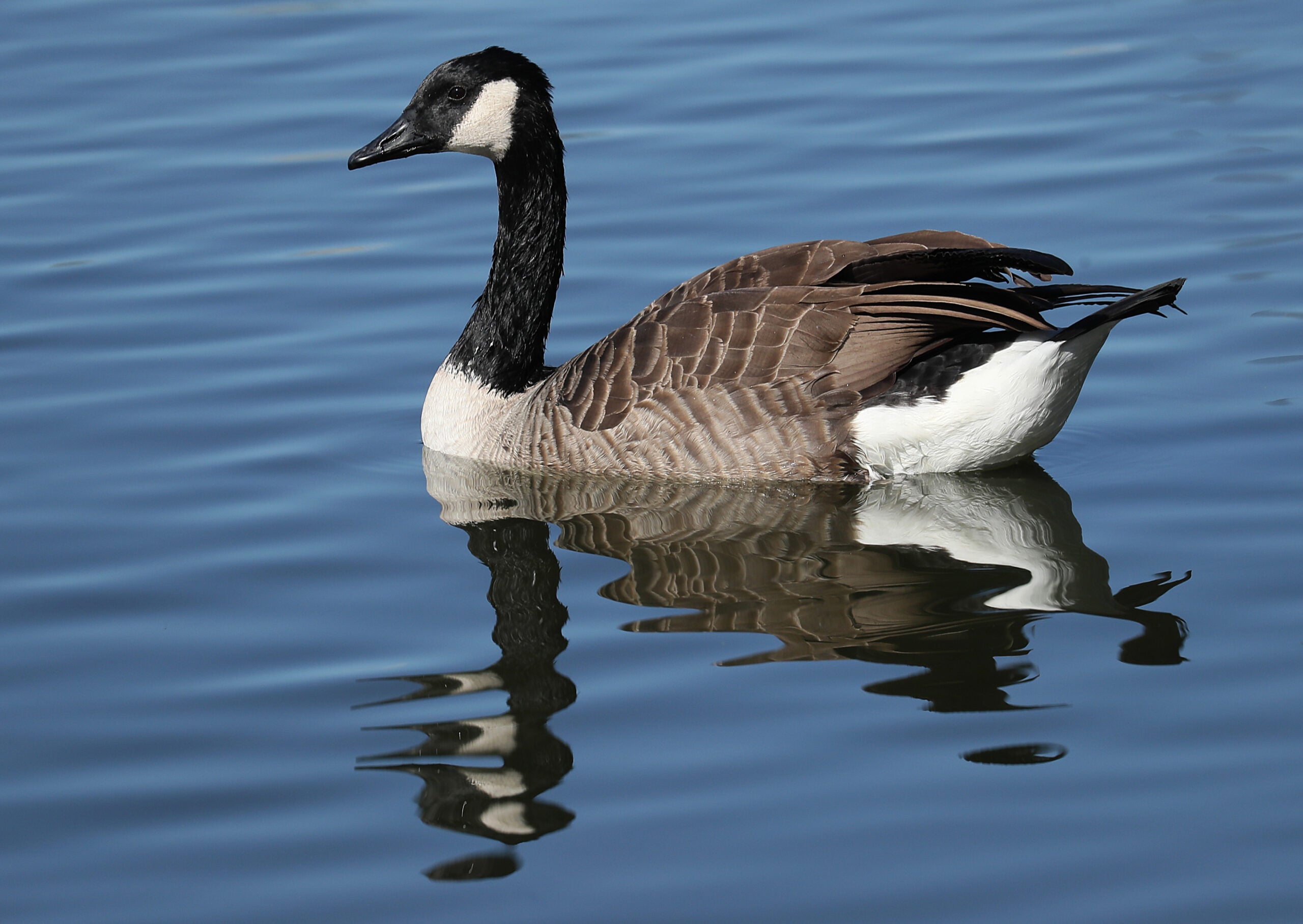 Canada goose shop boston 2018