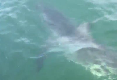 Great white shark snatched fish off hook, captain says