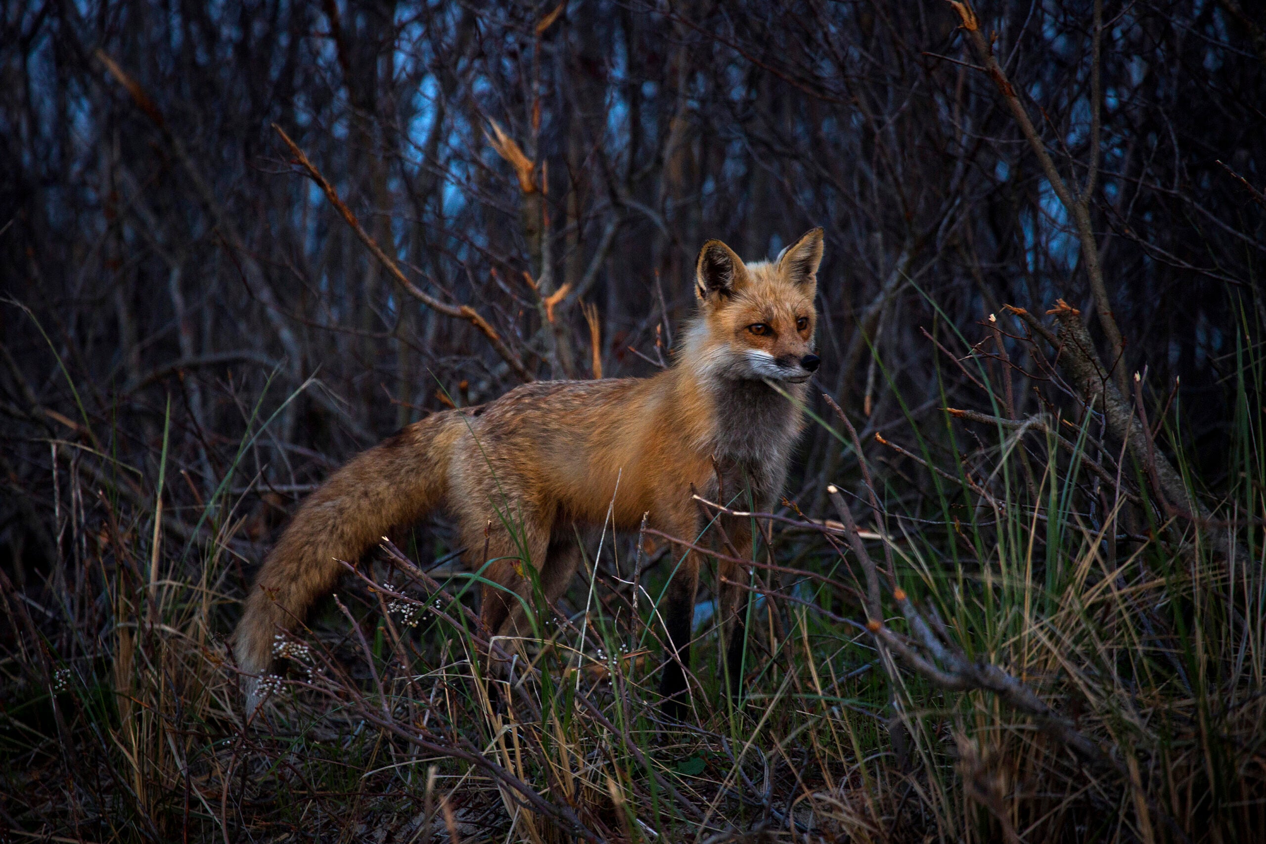 blandford fox predators