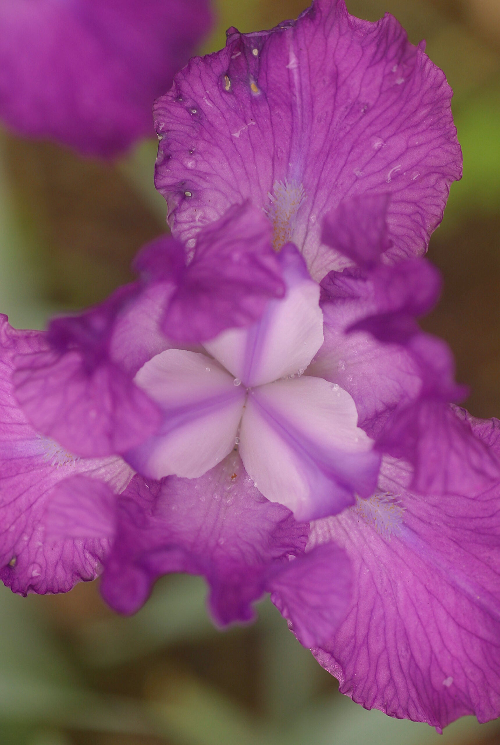 Do you really need to deadhead flowers?