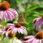 Butterfly-Coneflower
