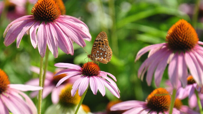 Butterfly-Coneflower