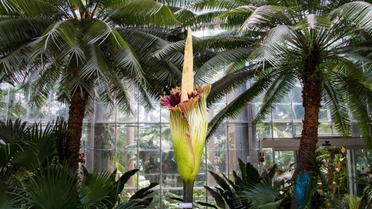 Corpse-Flower-in-Bloom