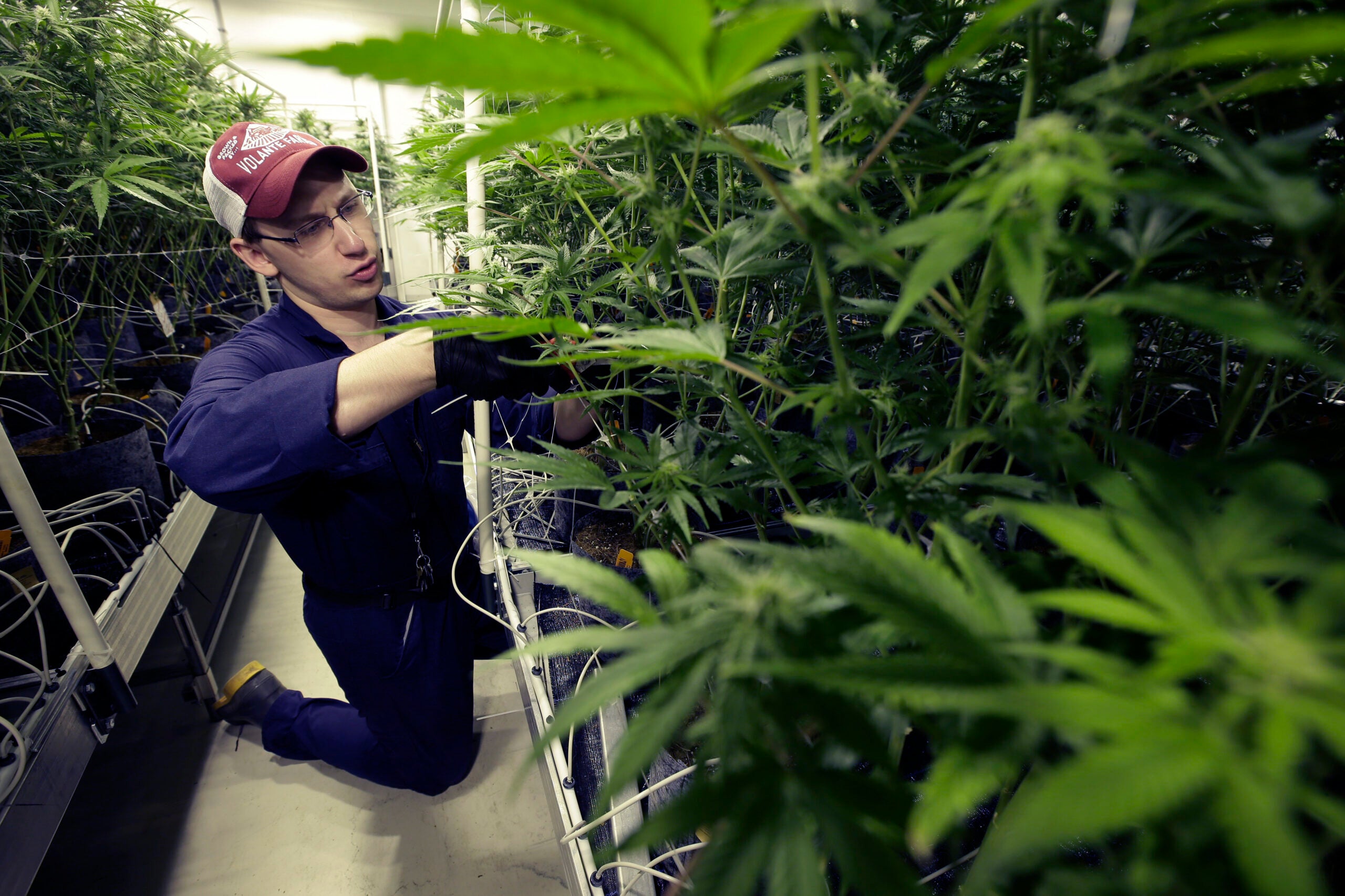 Want a job in Massachusetts's marijuana industry? Here's what to know.