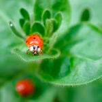 Ladybug-on-Plant