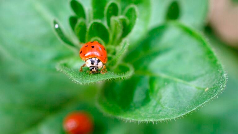Ladybug-on-Plant