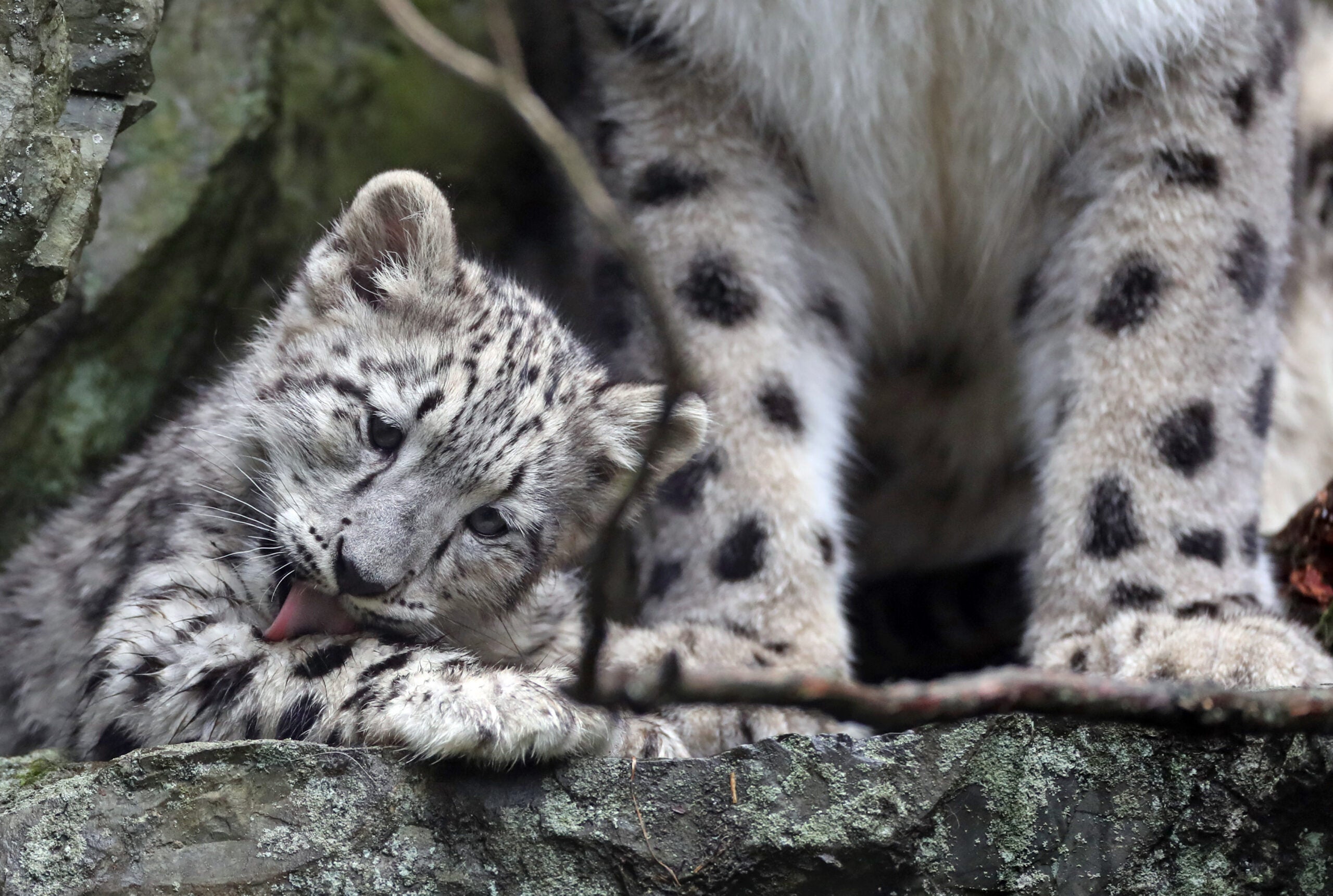 Cute Snow Leopard Cubs