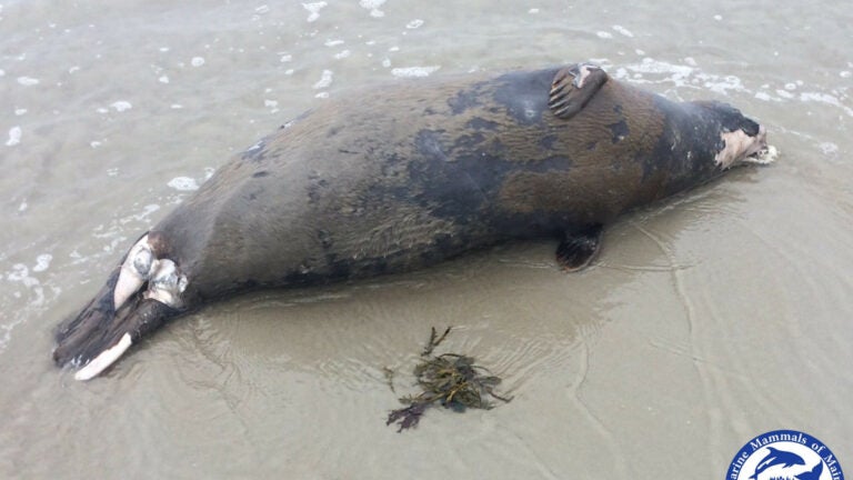 Seals Survive A Scare From Dead Mammals