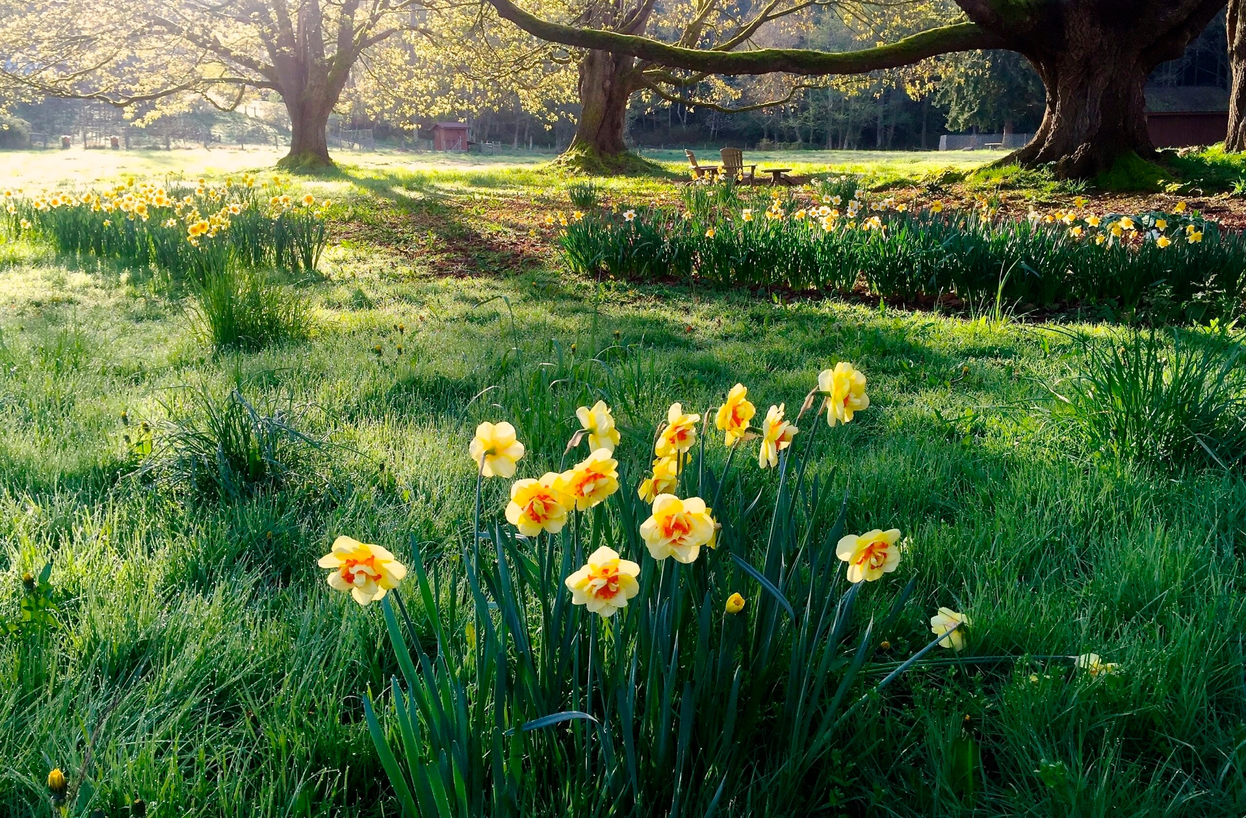 Many plants can be toxic to animals. Spot the warning signs