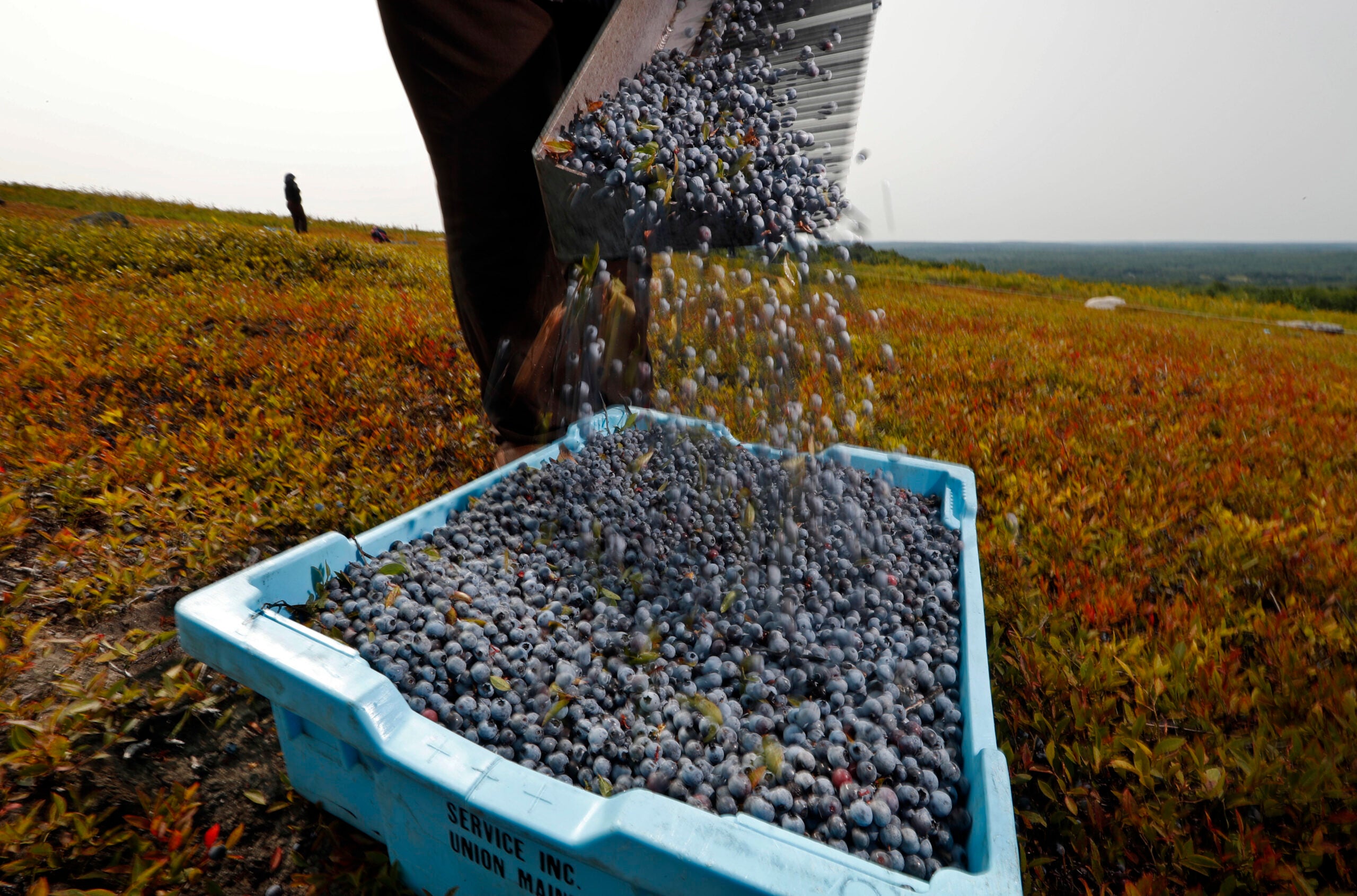 Blueberry Picking on the North Shore