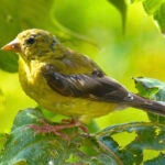 gardening-birdscaping-goldfinch