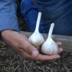 Gardening-Growing-Garlic