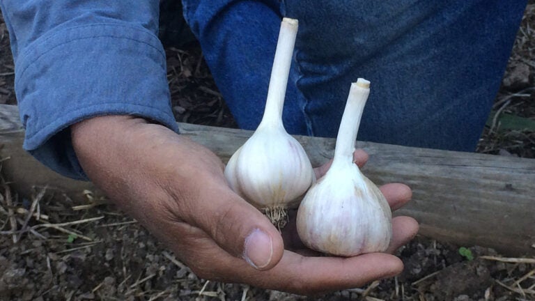 Gardening-Growing-Garlic