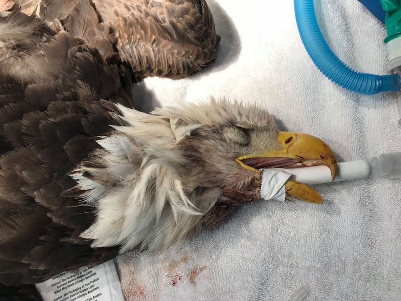 A bald eagle found on Cape Cod died, and rat poison could've contributed