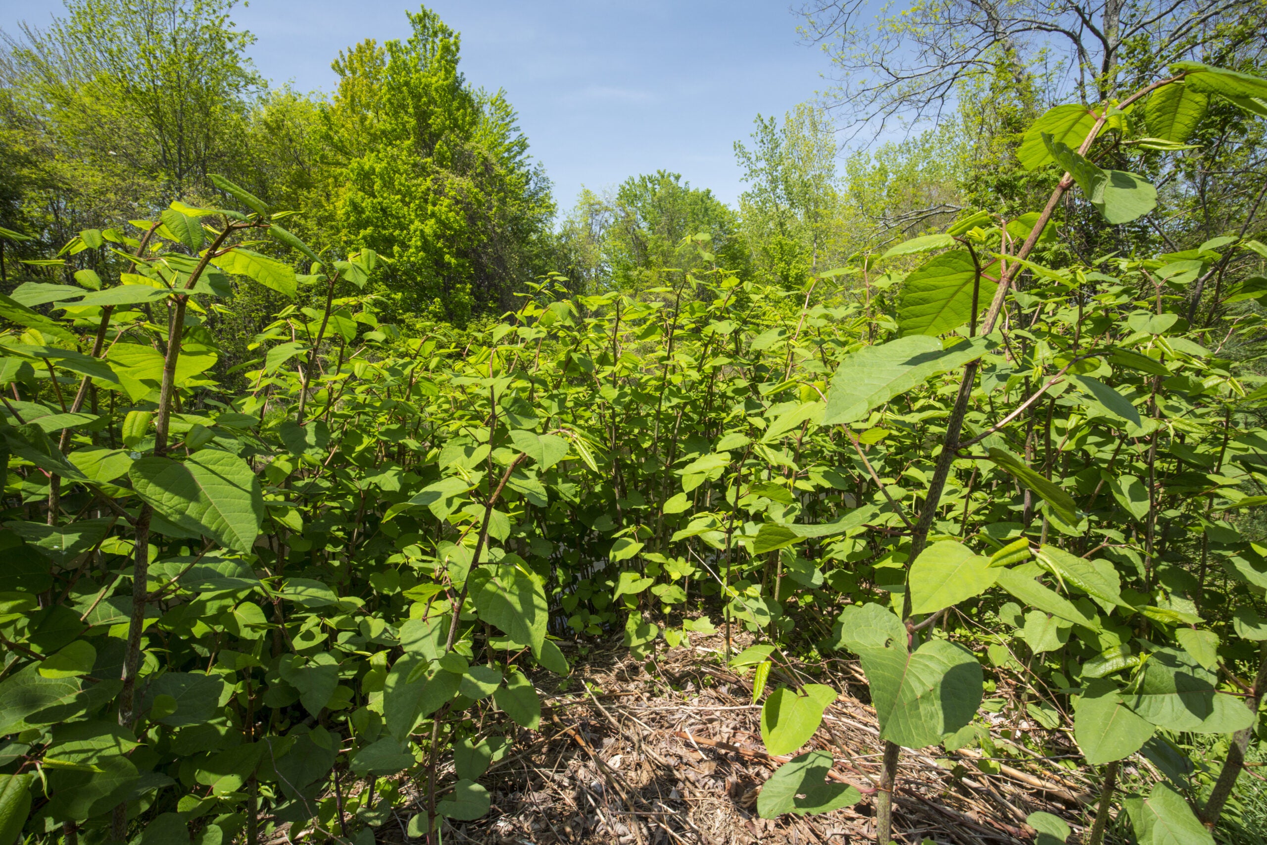 ask-the-gardener-untangling-the-mystery-of-how-to-kill-knotweed