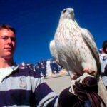 Air Force Academy falcon