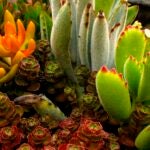 Garden-Dish-Succulent