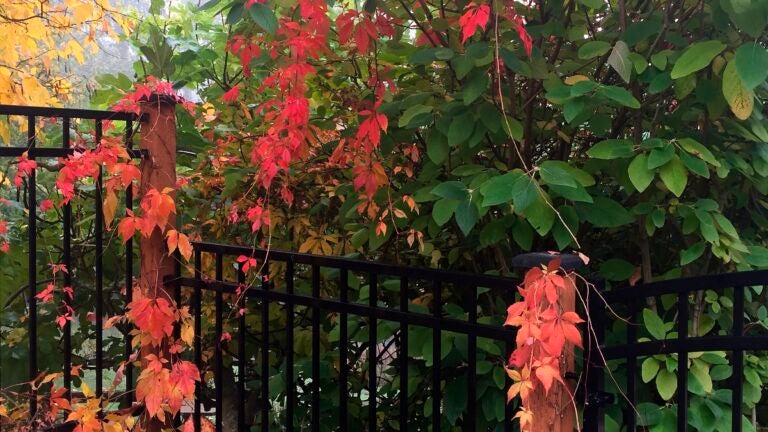 Garden-Hedges-as-Fencing