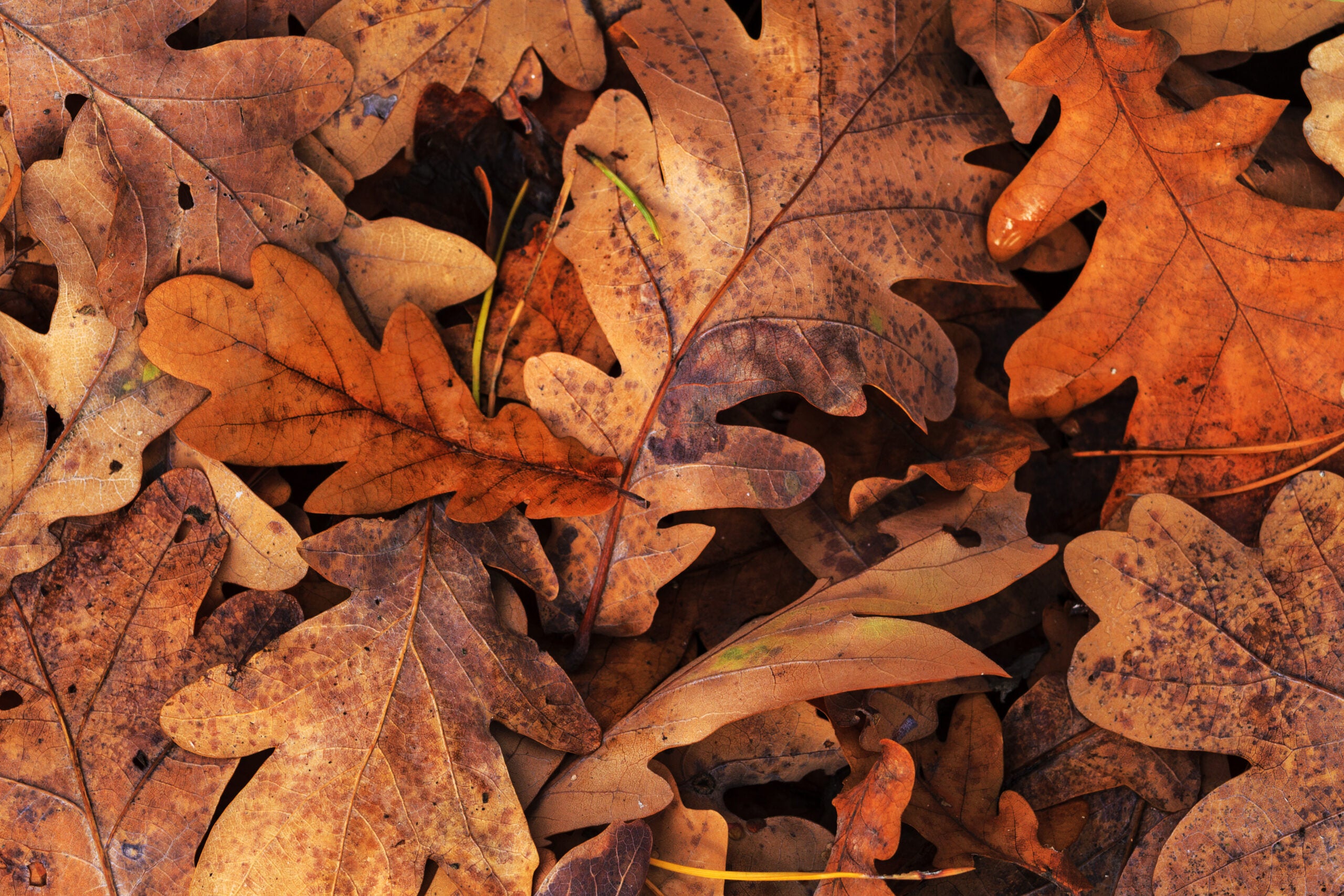 Fall Oak Leaves