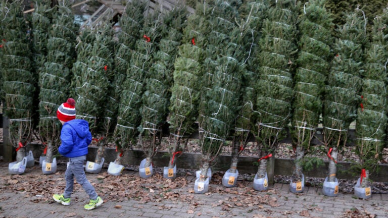 Hier erfahren Sie, warum Weihnachtsbäume dieses Jahr so ​​teuer sind und wie lokale Unternehmen damit umgehen