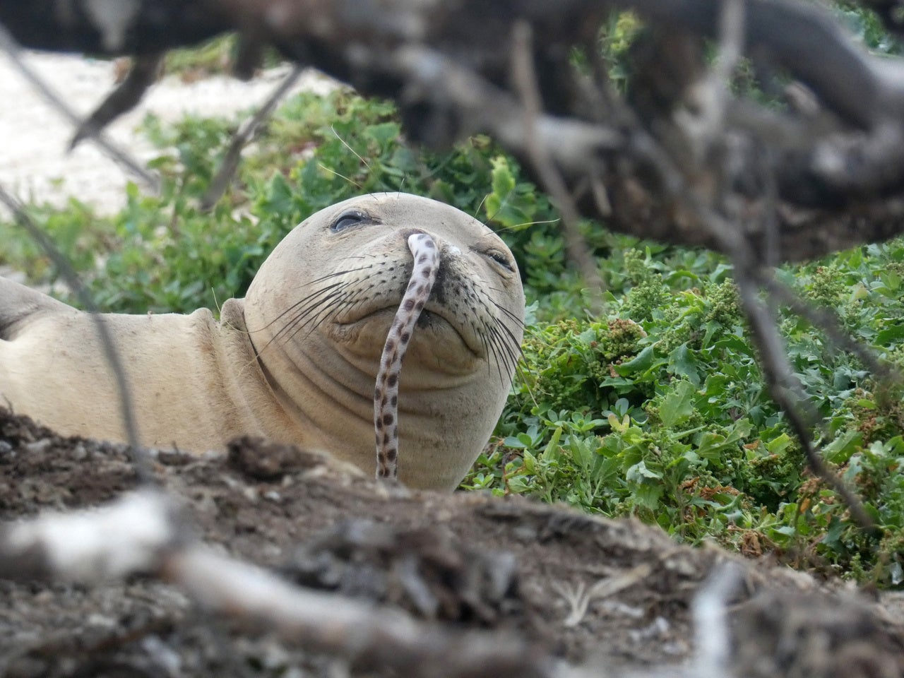 make-better-choices-endangered-hawaiian-monk-seals-keep-getting-eels