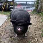 Amy, a pig in MSPCA care, was adopted