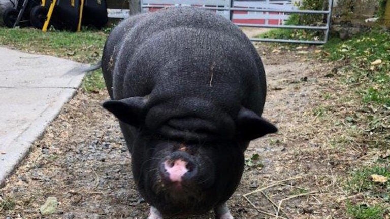 Amy, a pig in MSPCA care, was adopted