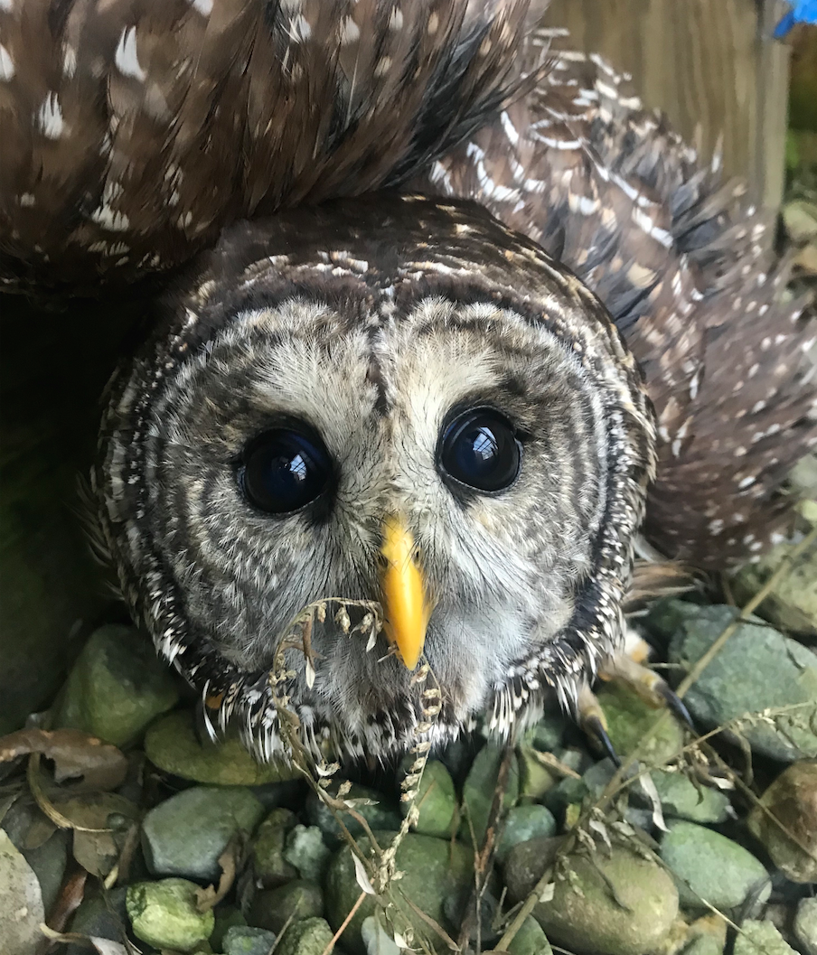 A large number of owls are getting hurt in Massachusetts. Here's why.