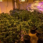 Marijuana grow house