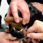 Wrentham dog toy stuck