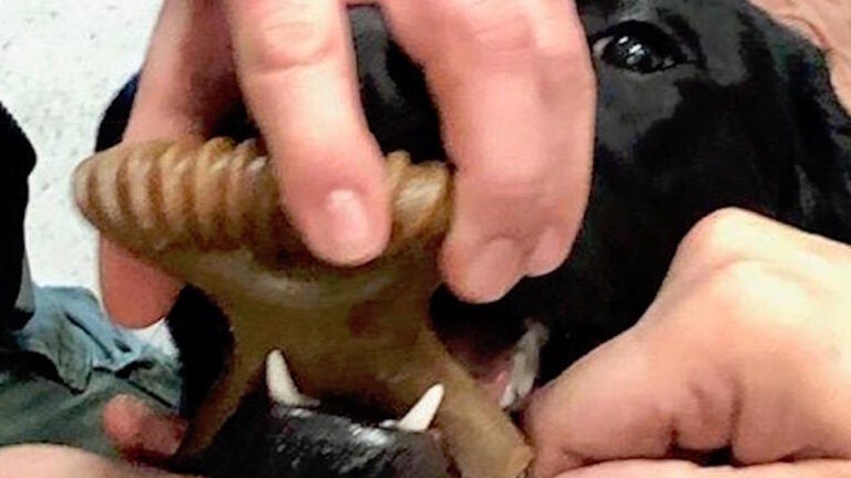 Wrentham dog toy stuck