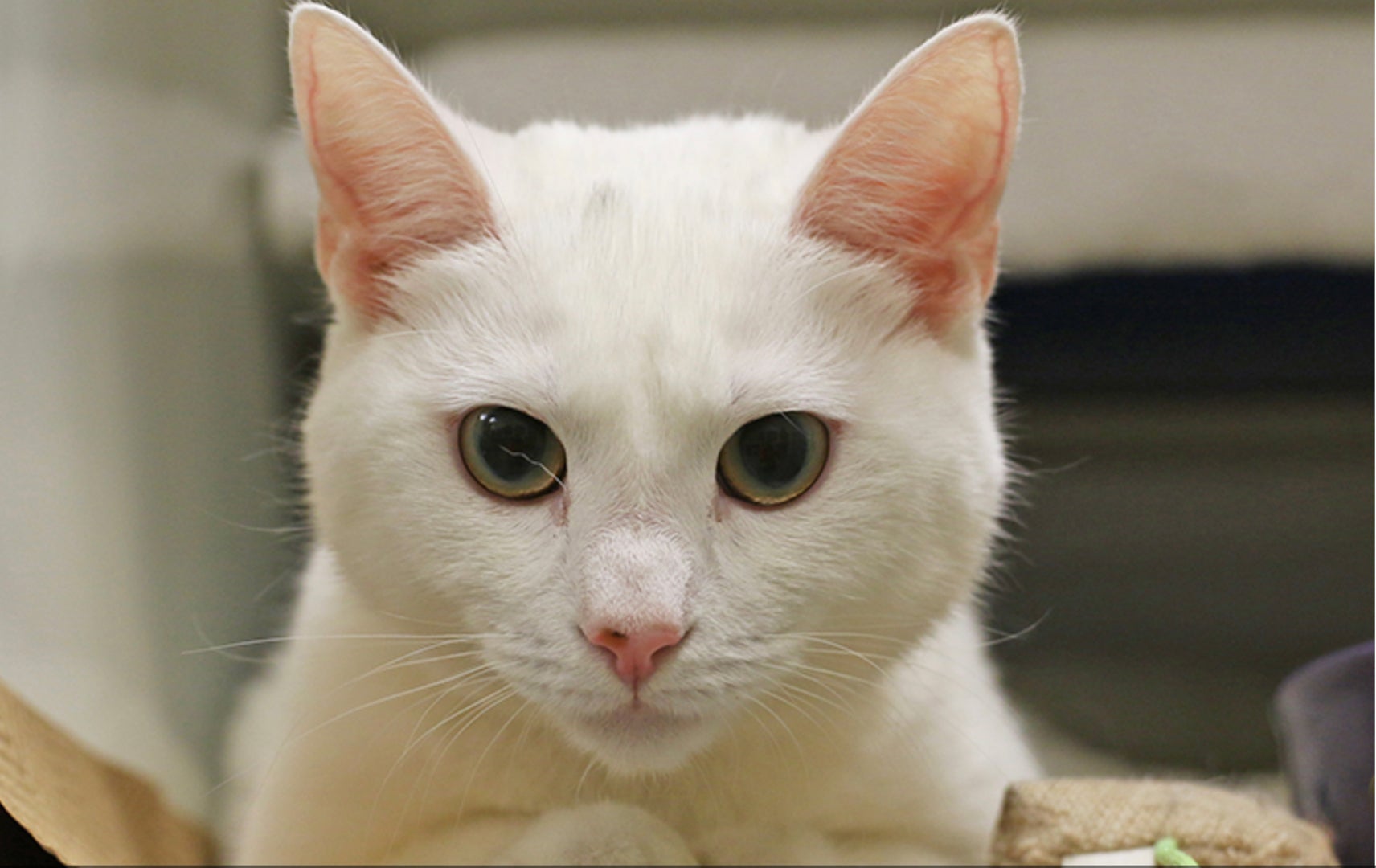 ARL Takes in More Than 75 Cats from Overcrowding Situations - Animal Rescue  League of Boston