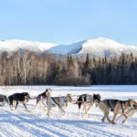 Muddy Paw Dog Sledding