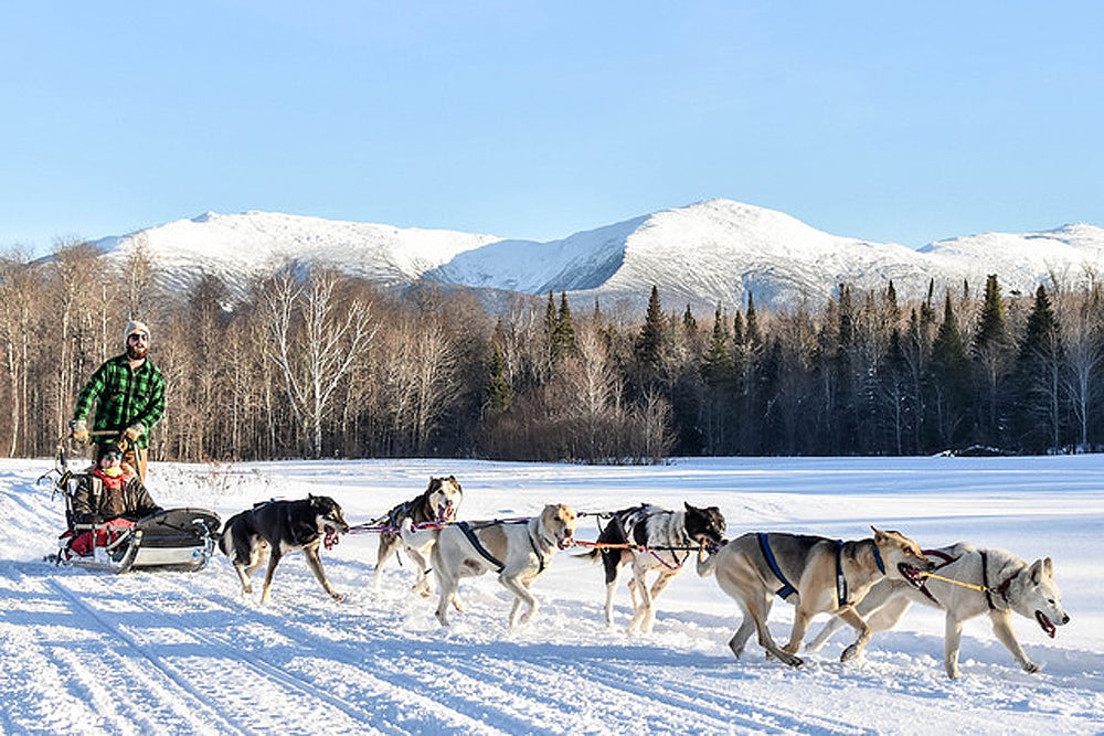 what is a musher in dog sledding