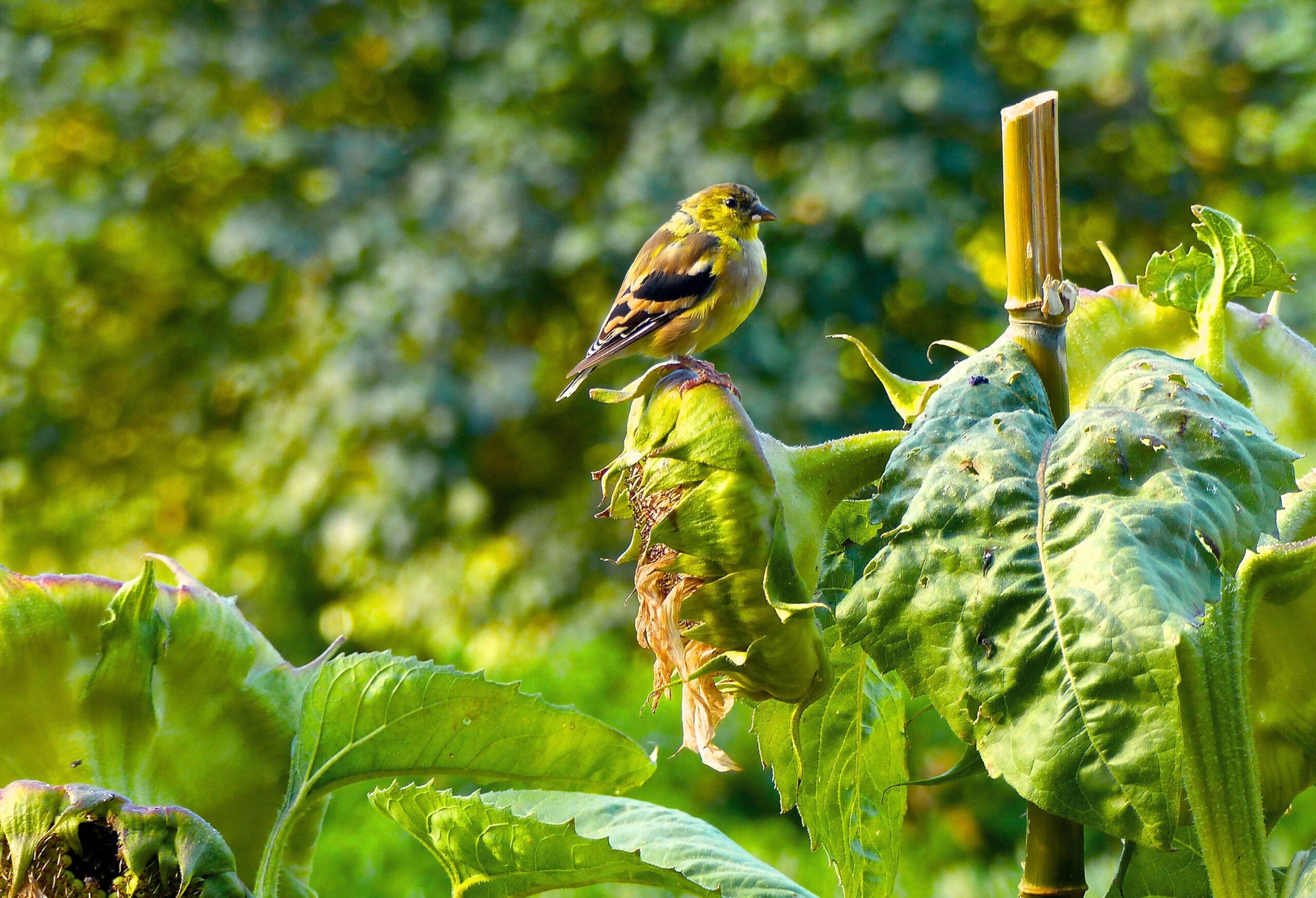 Gardening-Goldfinch-Birdfeeder