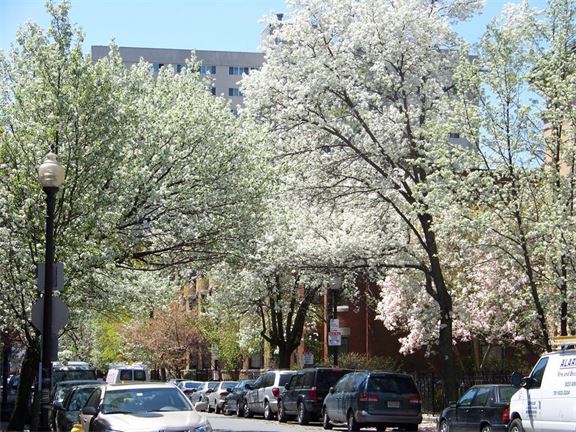 13-Albemarle-Boston