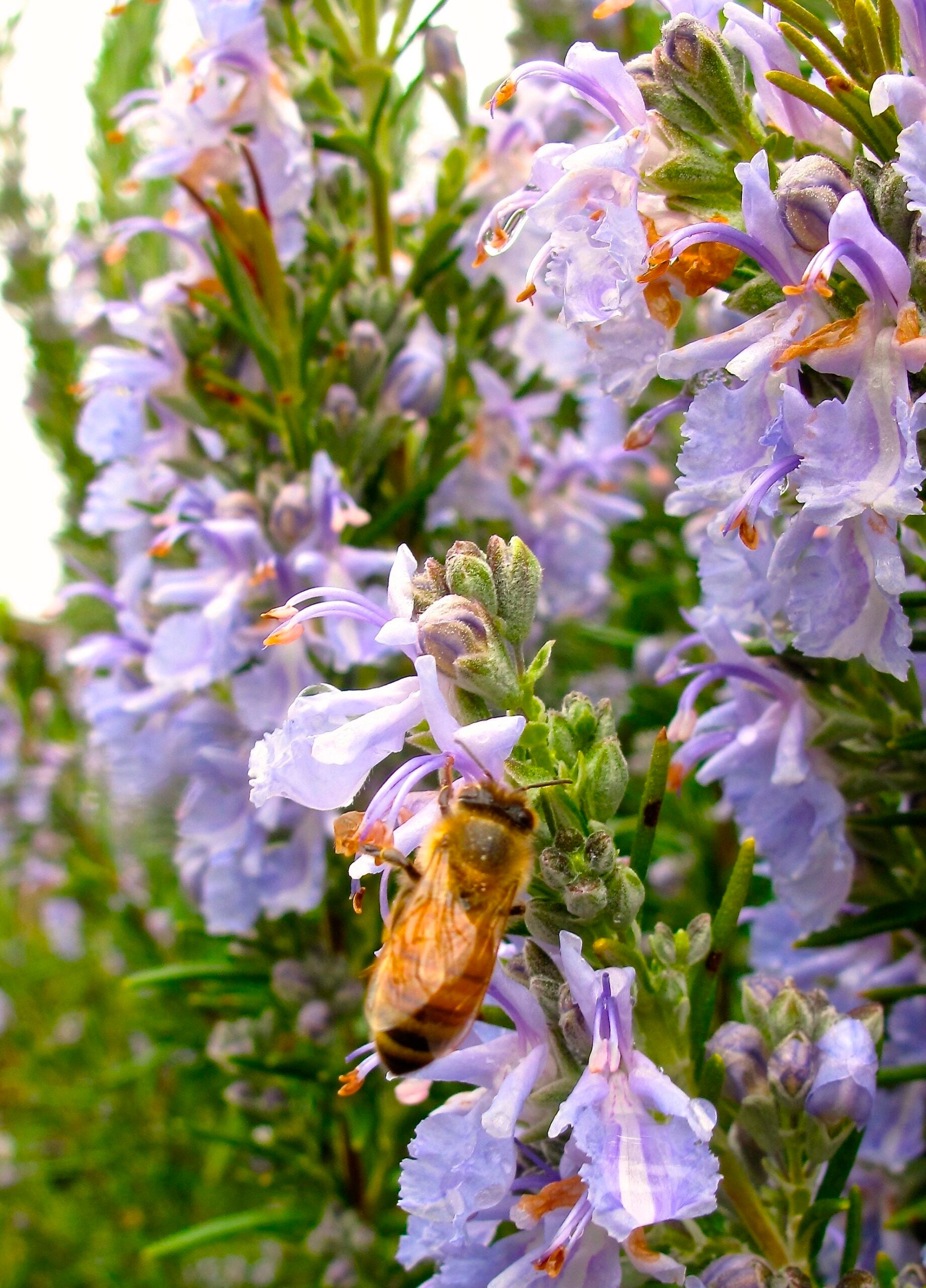 Plant these flowering herbs to help pollinators