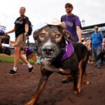 Bark in the Park