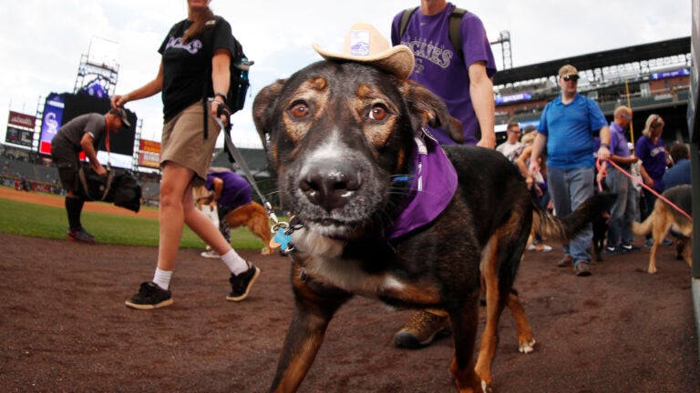 Rockies Fans Bring Furry Friends For Annual 'Bark At The Park