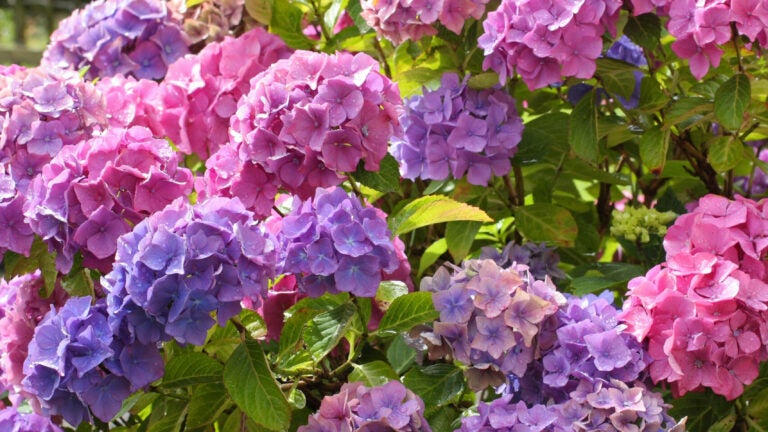 Hydrangeas-Purple-Pink-Blooms