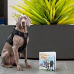 Riley the Museum Dog