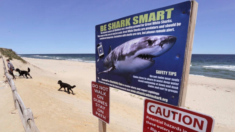 great white shark habitat