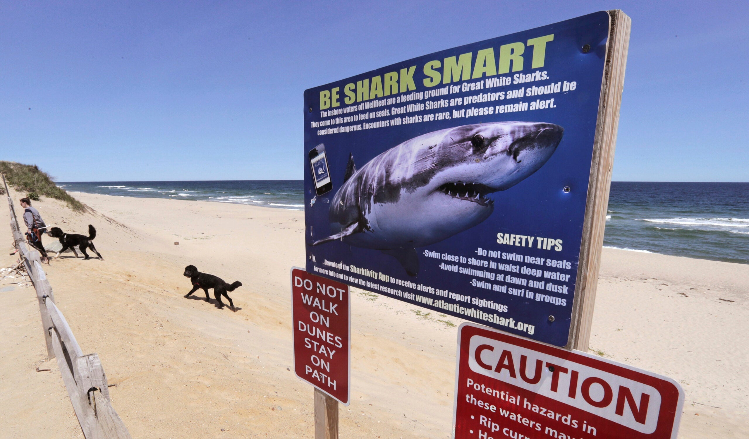 '60 Minutes' went to Cape Cod to learn more about great white sharks. Here's the report.