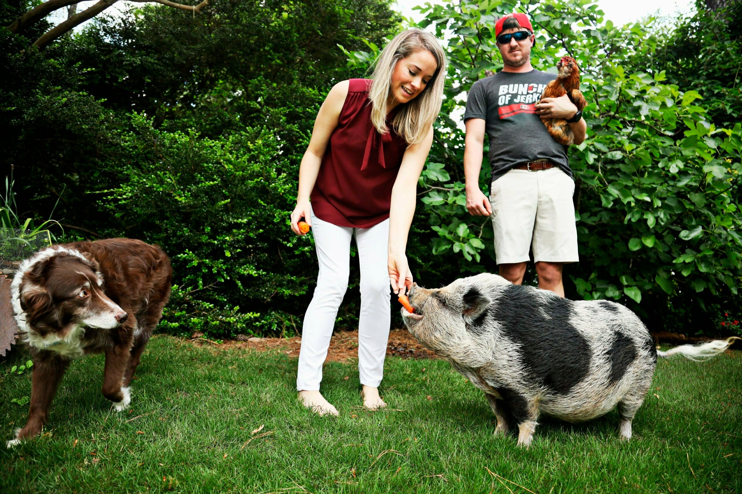 Meet Hamilton, the NHL therapy pig who is helping Carolina